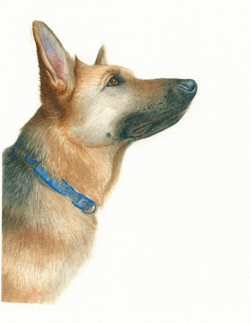 German Shepherd
